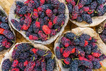 Gros plan de fruits de mûres.