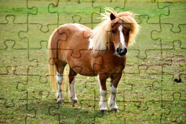 Miniature Pony in Field jigsaw puzzle