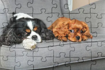 Two friendly dogs relaxing together on the armchai jigsaw puzzle