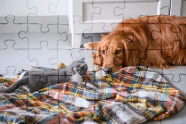 Cute kitty and Golden retriever jigsaw puzzle