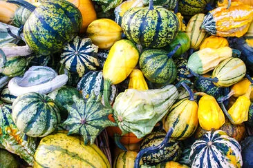 Lots of colorful autumn pumpkins and squashes jigsaw puzzle