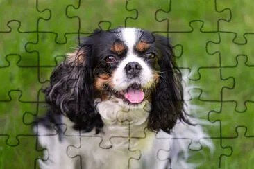 Cute cavalier spaniel sitting on the green grass jigsaw puzzle