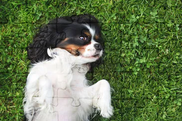 cute dog, cavalier spaniel on the grass jigsaw puzzle