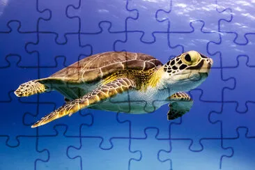 Young Hawksbill Turtle swimming along in Nassau, B jigsaw puzzle