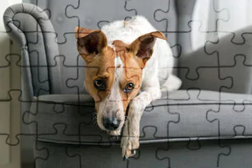 Cute dog lying on the armchair jigsaw puzzle