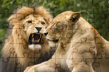 Lion male and female in african bush jigsaw puzzle