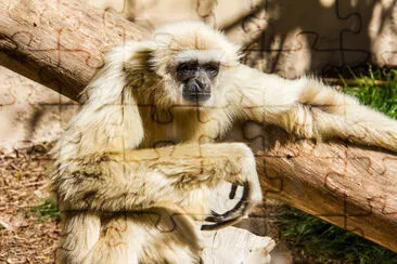 A white-handed, hylobates lar, gibbon relaxed sunb jigsaw puzzle