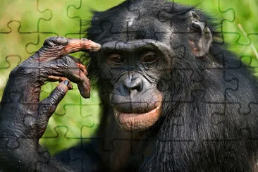 Portrait of a Bonobo. Democratic Republic of the C jigsaw puzzle