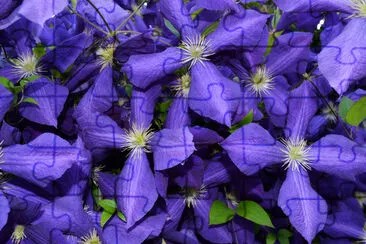 Purple Large Clematis flower (Clematis x jackmanii jigsaw puzzle