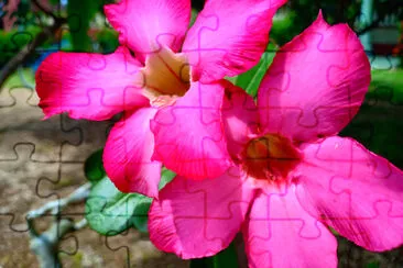 Pink flower composition for Valentines Day - imag jigsaw puzzle