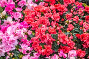 Vildros som blommar i trädgården (Rhododendron arbore