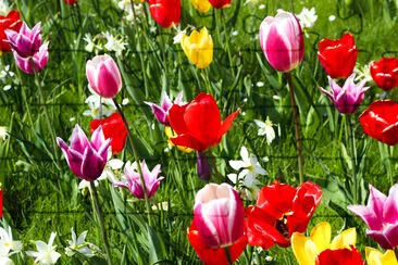 Many Red, pink, yellow tulips in green garden fiel jigsaw puzzle