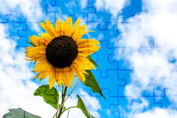 Lonely sunflower on a blue sky and clouds backgrou jigsaw puzzle