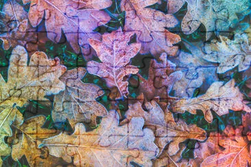 Closeup frozen Oak leaves fall with Ice crystals jigsaw puzzle