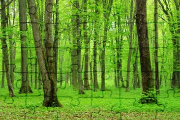 green forest background in a sunny day jigsaw puzzle