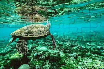 Photo of a Turtle Underwater jigsaw puzzle