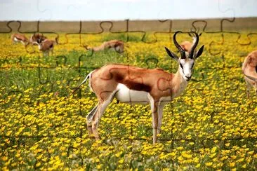 Antelopes on Green Field jigsaw puzzle