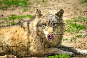 The Wolf jigsaw puzzle