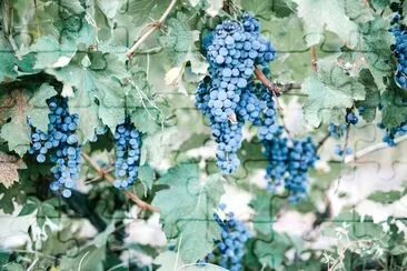 Blue Grapes in Vineyard jigsaw puzzle