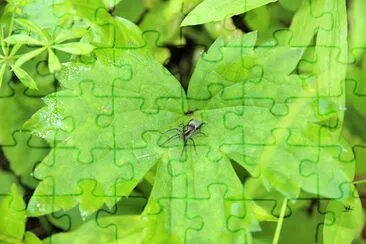 Spider on Leaves jigsaw puzzle