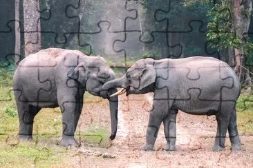 Two Elephants jigsaw puzzle