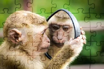 Monkey looking at Mirror jigsaw puzzle