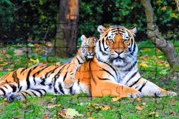 Tiger and Cub jigsaw puzzle