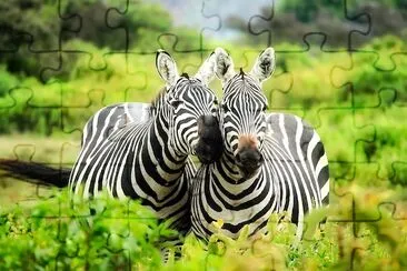 Happy Zebras jigsaw puzzle