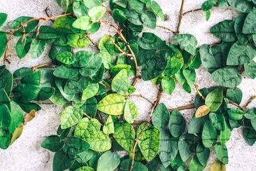 La pianta verde lascia il primo piano