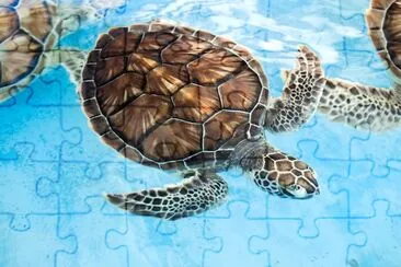 Sea Turtle jigsaw puzzle