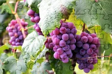 Fruity Grapes jigsaw puzzle