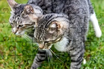 פאזל של שני תקריבי חתולי טאבי