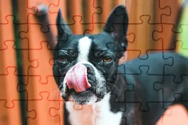 Black and White Short Coated Dog jigsaw puzzle