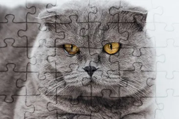 Scottish Fold Cat jigsaw puzzle