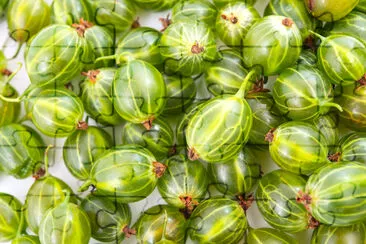 Gooseberries jigsaw puzzle