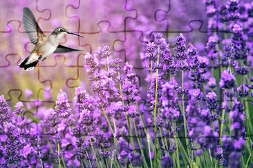 Hummingbird Feeding Wildflowers jigsaw puzzle