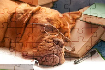 Sleeping Dog with Glasses jigsaw puzzle