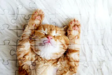 Hands Up Kitten jigsaw puzzle