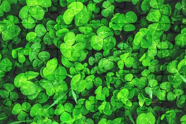 Green Clover Leaves jigsaw puzzle