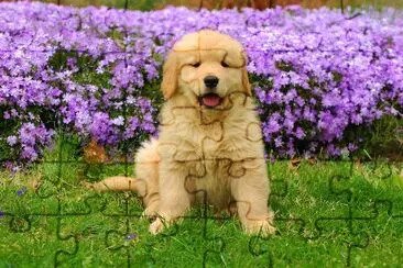 Puppy in a field of flowers jigsaw puzzle