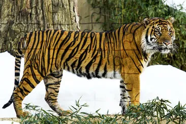 Sumatran Tiger jigsaw puzzle