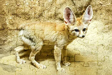 Fennec Fox (2015)