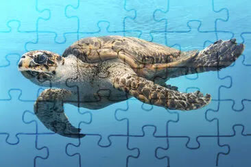 A turtle glides through the water at Texas jigsaw puzzle