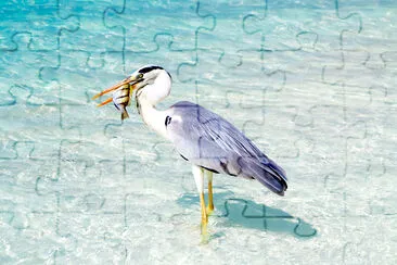 Pelican Holding a Bird jigsaw puzzle