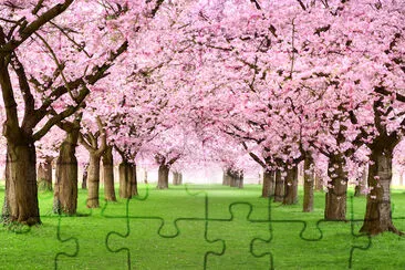 Cherry Trees in Full Blossom  jigsaw puzzle