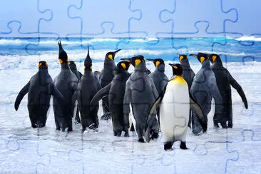 Königs Pinguine