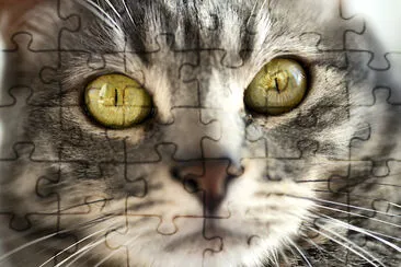 Face photo of a Cat jigsaw puzzle