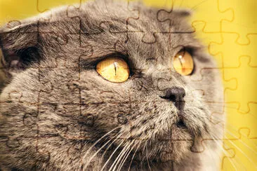 Close up of Grey Scottish Fold Cat jigsaw puzzle