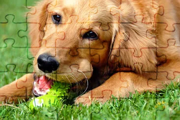 Golden Retriever with Toy jigsaw puzzle