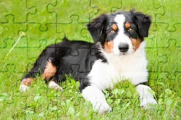 Portrait of a cute dog outdoor jigsaw puzzle